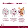 Bayvantic Vet. til hunde - 4-10 kg